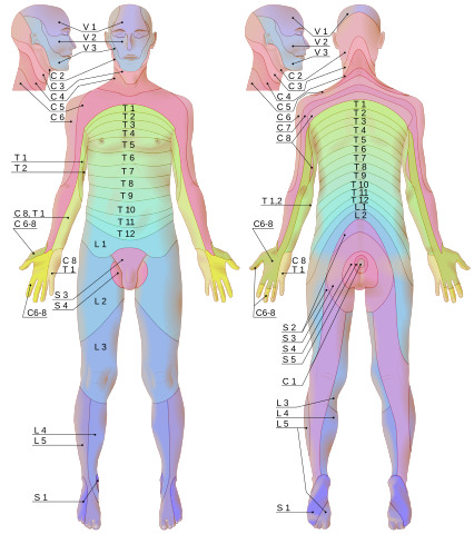 Übersicht der Dermatome
